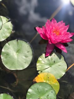 美加州及舊金山首長公佈三月八日為義雲高大師日 推崇大師成就與卓越貢獻 (2000 年 3 月 11 日刊載於世界日報)