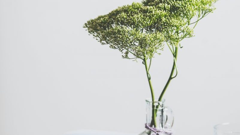 心生菩提樹 清淨安定的心