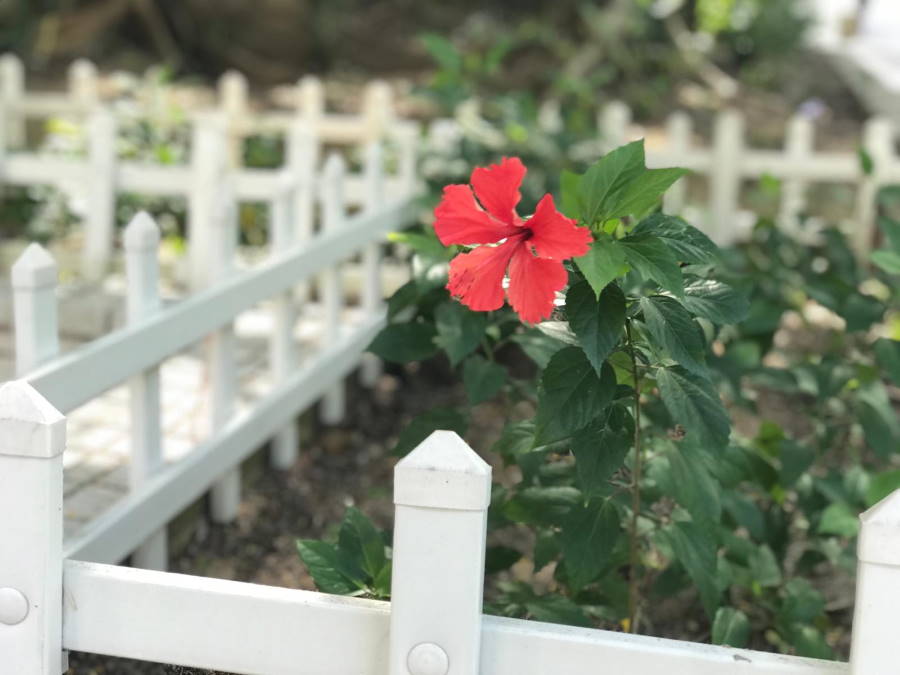 一心不亂才能成事