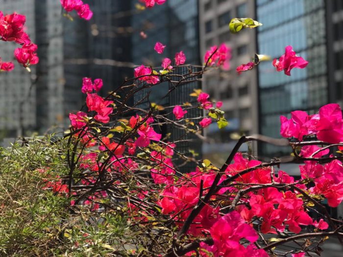 對花朵的愛要學會節制