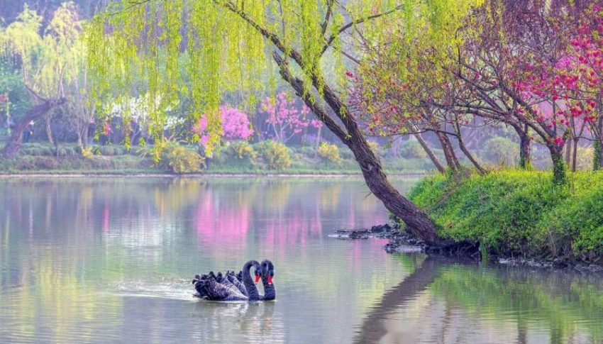 心生菩提樹5 平凡之中體悟真理 智緣 山窮水盡方能柳暗花明 自己就是一把標尺 心的力量是無窮的