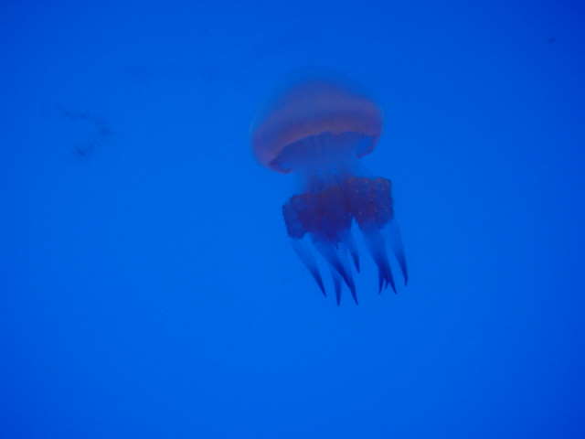 睡眠中學習禪定 - 從睡眠中學習禪定